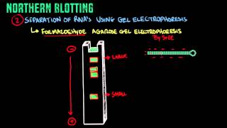 Northern Blotting  Biology Tutorial [upl. by Ardolino]