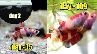 Betta Fish GROWTH  multicolor  from 0 day 109 [upl. by Bivins]