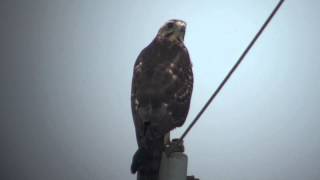 野鳥撮影・ サシバ 幼鳥 Greyfaced buzzard [upl. by Naivaf82]