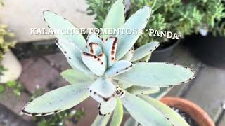 How to propagate Kalanchoe Tomentosa [upl. by Duke]