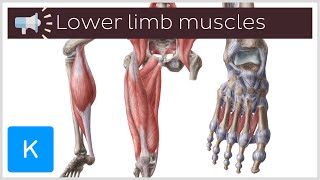 9 lower limb muscles youll want to know how to pronounce  Anatomical Terms Pronunciation by Kenhub [upl. by Jollenta]