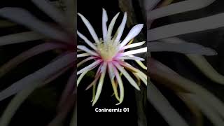 Pitahaya coninermis 01 [upl. by Naic]