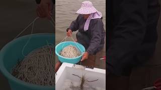 The process of catching crayfish from a boat [upl. by Adnarahs]