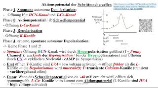 Herzrhythmusstörungen 1 Aktionspotential der Schrittmacherzellen im Sinus und AVKnoten [upl. by Lucchesi]