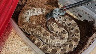 Cranky Old Man Zod doesnt want to Eat A Western Hognose Snake Video [upl. by Adnouqal141]