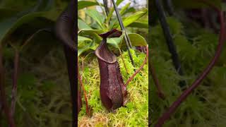 Item Short BE3128  N muluensis x lowii carnivorous nepenthes [upl. by Anan]