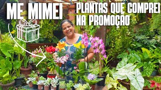 COMPREI VÁRIAS PLANTAS NA PROMOÇÃO ORQUÍDEA LÍRIO BRINCO DE PRINCESA SUCULENTA E CACTO  DICAS [upl. by Uos257]