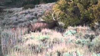 Colorado Elk bow hunt day 2 [upl. by Elleon]