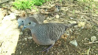 Zebra Doves and Maya Sparrow Birds feeding Will they get along Bird Watch 09112014 [upl. by Yantruoc500]