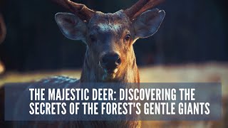 The Majestic Deer Discovering the Secrets of the Forests Gentle Giants animals wildlife deer [upl. by Armyn471]