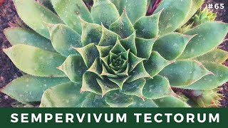 SEMPERVIVUM TECTORUM  Siempreviva Mayor [upl. by Ettenahc]