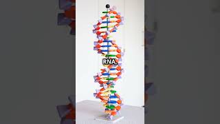 Pentose phosphate pathway shortsvideo biology biochemistry [upl. by Hadeehsar]