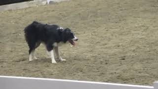 Royal Winter Fair 2024 Sheep Herding Demonstration [upl. by Onailime]