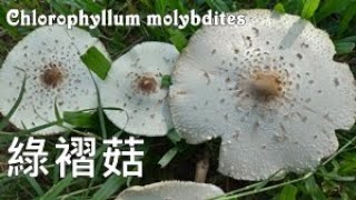 台灣最惹事的毒菇 The Most PoisoningCausing Toadstool in Taiwan：Chlorophyllum molybdites [upl. by Eniwtna]