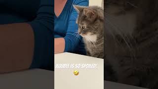 Jujubee is so spoiled 🤣 viralvideo cat family nature video loveviralshorts [upl. by Ahtabbat219]