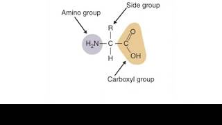 Decarboxylase deaminase test Amino acid metabolism [upl. by Aetnuahs]