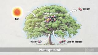 Photosynthesis Part 2 Chemical Process  HHMI BioInteractive Video [upl. by Aimat237]