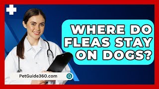 Where Do Fleas Stay On Dogs  PetGuide360com [upl. by Mohn]