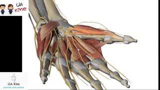 Anatomía Musculos Mano  Origen Inserción Inervación y Función [upl. by Ahsei]