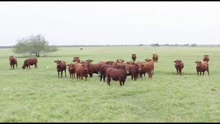 RFDTV American Rancher featuring Red Angus and the American Red Program  January 2020 [upl. by Karole]