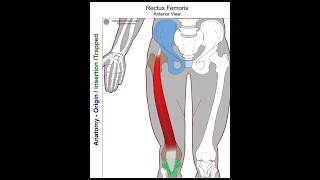 Rectus femoris  Anatomy perspective discussion [upl. by Essila853]