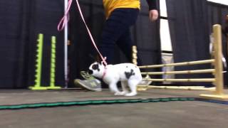 Rabbit hopping at the 2017 Pennsylvania Farm Show [upl. by Atselec]