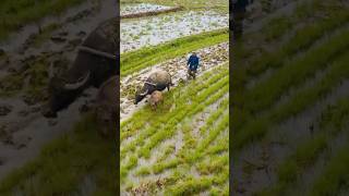 Planting Rice until Harvest rice agriculture Farming Padi plowing foodestate [upl. by Meng505]