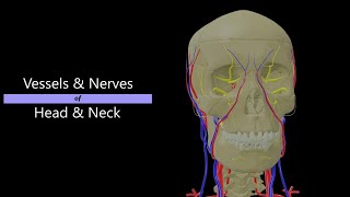 Nerves amp Vessels of Head amp Neck  3D Anatomy  Lecture class [upl. by Rickie]