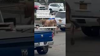 Bulls escape from rodeo in Massachusetts [upl. by Yddub]