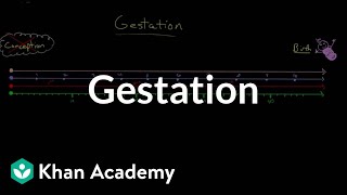 Gestation  Behavior  MCAT  Khan Academy [upl. by Stricklan]