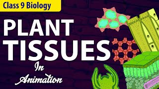 Plant tissues class 9 biology [upl. by Feerahs]