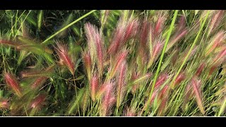 Hordeum murinum Wall barley or False barley Greece by Theo [upl. by Adnawahs68]