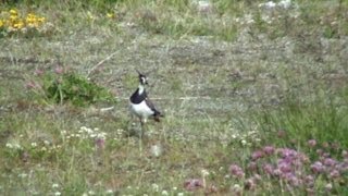 Northern Lapwing callingflyingmeets Hare [upl. by Domini]