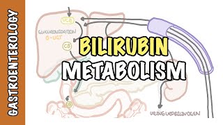 Bilirubin Metabolism  unconjugated and conjugated bilirubin [upl. by Longerich]