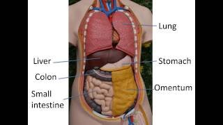 Gastrointestinal anatomy and physiology Part 1 [upl. by Eire289]