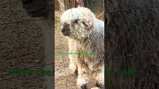 Babies lamb squabs chicks sheepchicken farmlife Stefslilfarm [upl. by Earesed]