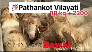 Pathankot vilayati  80 kg  22000  Lo Phir Aagaye Bawal Machane indiansheeps sheepworld [upl. by Ecirb]