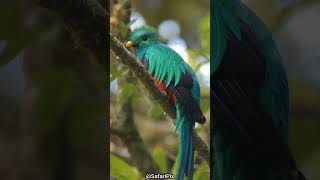 Curiosidades del quetzal el ave nacional de Guatemala [upl. by Meng]