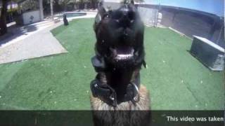 DOG BARKS IN YOUR FACE  Taken with GOPRO HERO HD CAMERA [upl. by Morra]