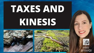 Taxes and Kinesis Simple responses in organisms to their environment Alevel Biology [upl. by Carrnan743]