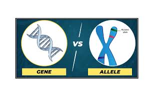 Difference between Gene and Allele Video No 489 [upl. by Atinod]