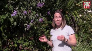 How to Prune Clematis Plants [upl. by Enerol33]