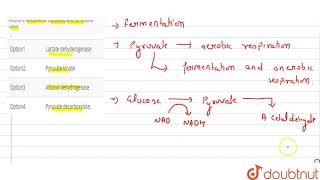 Ethanol is formed from acetaldehyde by an enzyme called [upl. by Ellennej335]