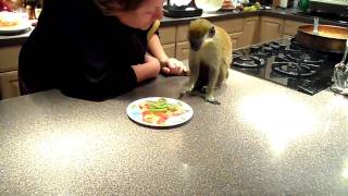 KING KONG GREEN GUENON MONKEY 1ST BIRTHDAY [upl. by Phipps815]