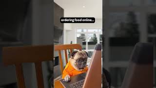 You do have a person like this Right chaldal chaldalbd homedeliveryservice petfood petmemes [upl. by Pandolfi]