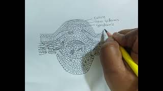 Cycas  T S of leaflet  TS of cycas leaflet  practical diagram [upl. by Ruperto]