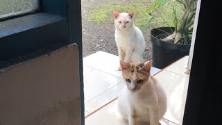 Kucing telon sedang live sekarang [upl. by Eniluqaj]