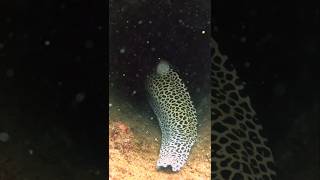 SCARY 😮😮😮 Gave me a FRIGHT viral scubadiving sea gopro fish eel teeth Hunting closecall [upl. by Yedok]