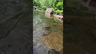 Indicator Nymphing for Brown Trout on the Savage River Maryland fishing fish shorts [upl. by Adleme803]