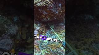 Attaque de murène verte  🐍 shorts spearfishing stbarth viral [upl. by Lamraj]